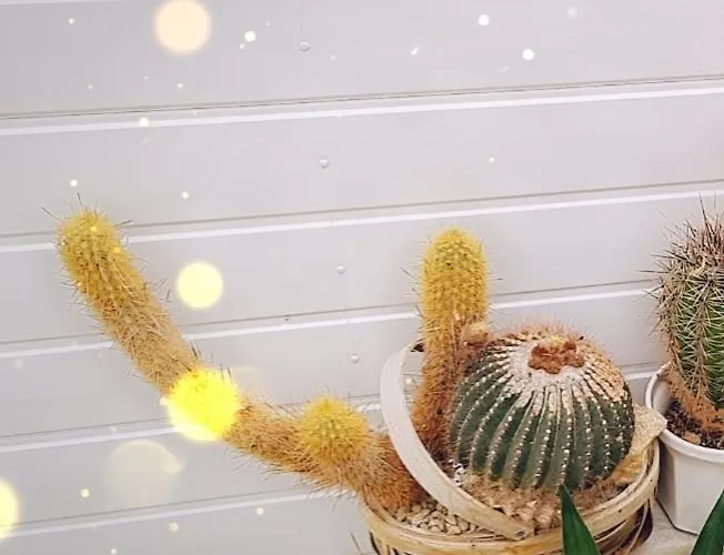 Apartment Beautiful *